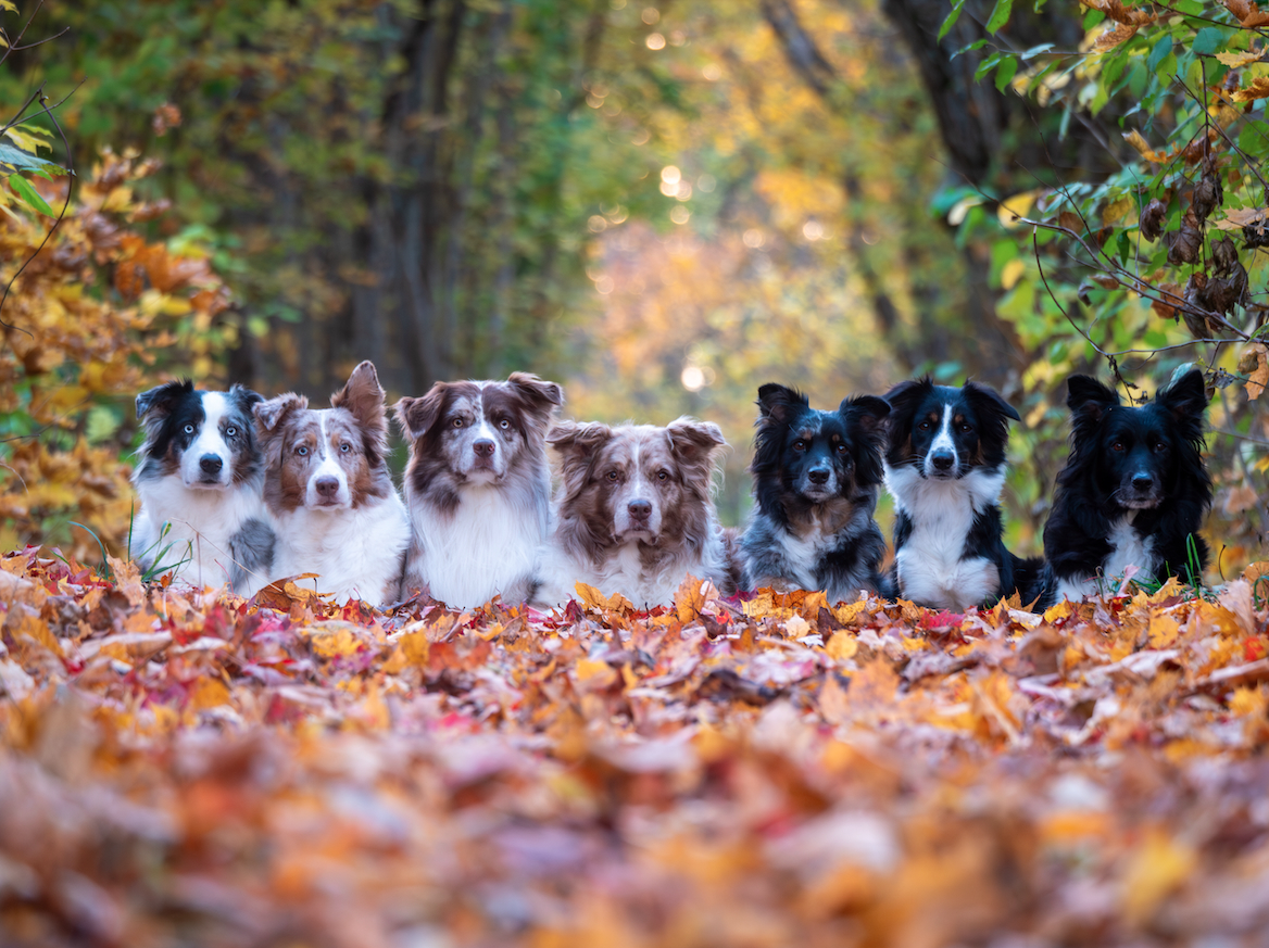 - kärlek och erfarenhet av rasen sedan 2007 -