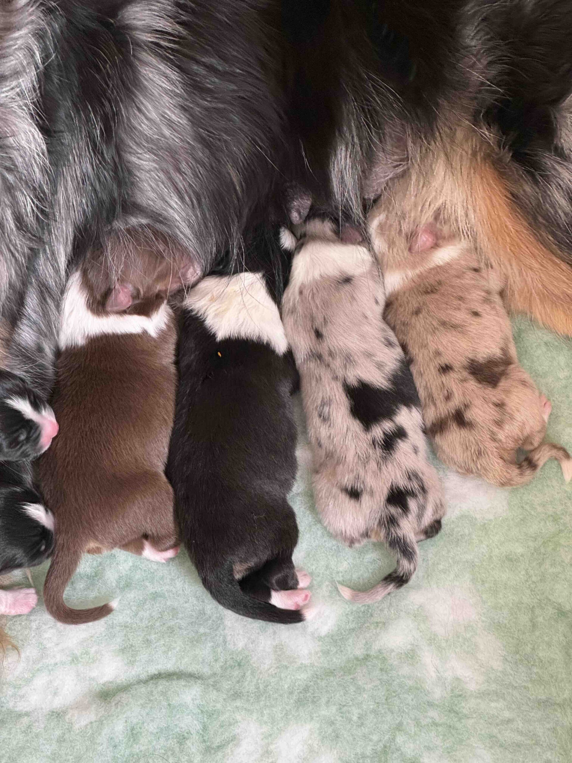 Kärlekskullen 0-7 dagar